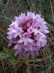 Anacamptis pyramidalis