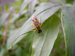 Tenthredo talyshensis