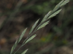Festuca marginata