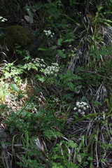 Ligusticum apiifolium
