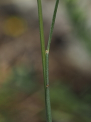 Festuca marginata