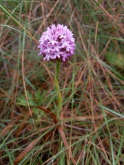 Anacamptis pyramidalis