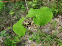 Matelea hirtelliflora