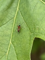 Synemosyna formica