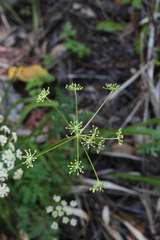 Ligusticum apiifolium