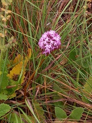 Anacamptis pyramidalis
