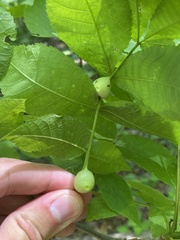 Phylloxera caryaemagna