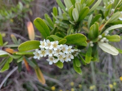 Pyracantha angustifolia