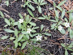 Hesperochiron pumilus