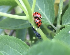 Harmonia axyridis
