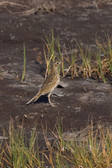 Anthus furcatus