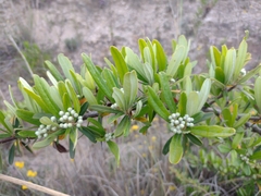 Pyracantha angustifolia