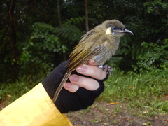 Meliphaga lewinii mab