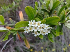 Pyracantha angustifolia