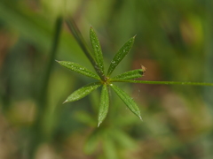 Galium estebanii