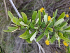 Pyracantha angustifolia