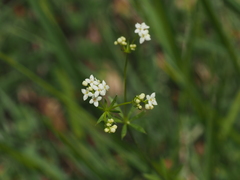 Galium estebanii