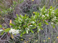 Pyracantha angustifolia