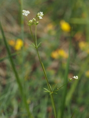 Galium estebanii