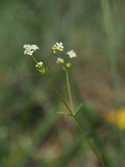 Galium estebanii