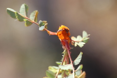 Phragmidium rosae-pimpinellifoliae