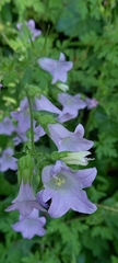 Campanula lyrata