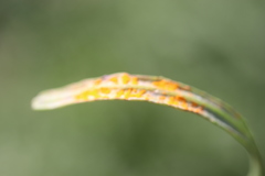 Coleosporium senecionis