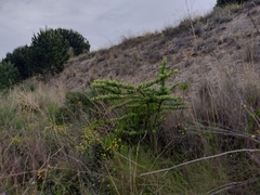 Pyracantha angustifolia