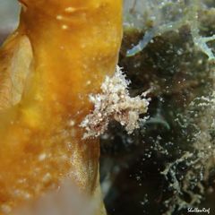 Lambrachaeus ramifer