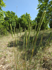 Phleum montanum