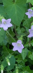 Campanula lyrata