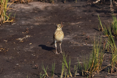 Anthus furcatus