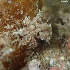 Lambrachaeus ramifer