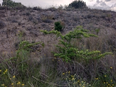 Pyracantha angustifolia