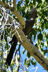 Corythaixoides concolor pallidiceps