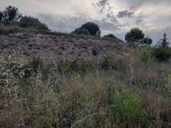 Pyracantha angustifolia