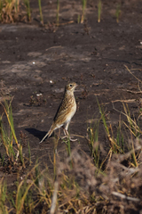Anthus furcatus
