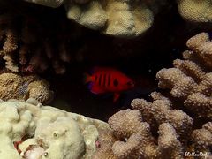 Centropyge loriculus