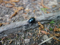Anoplotrupes stercorosus