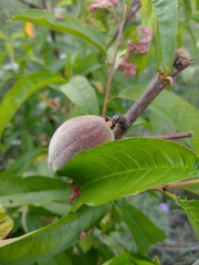 Prunus persica