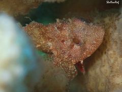 Scorpaenodes corallinus
