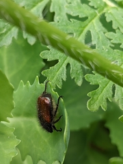 Phyllopertha horticola