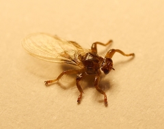 Lipoptena fortisetosa