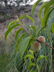 Prunus persica