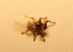 Lipoptena fortisetosa