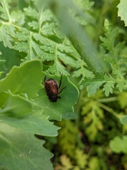 Phyllopertha horticola