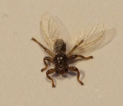 Lipoptena fortisetosa