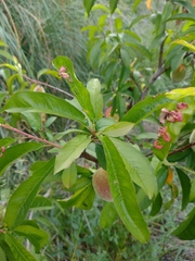 Prunus persica