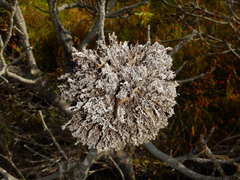 Protea witches broom phytoplasma