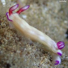 Hypselodoris violabranchia